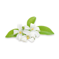 Zweig mit weißen Blüten und grünen Blättern vor schwarzem Hintergrund