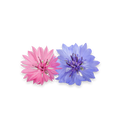 Zwei Blüten mit vielen schmalen Blütenblättern, eine rosa und eine blau, vor schwarzem Hintergrund