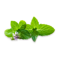 Zwei grüne Minzblätter, eines mit kleinen lila Blüten