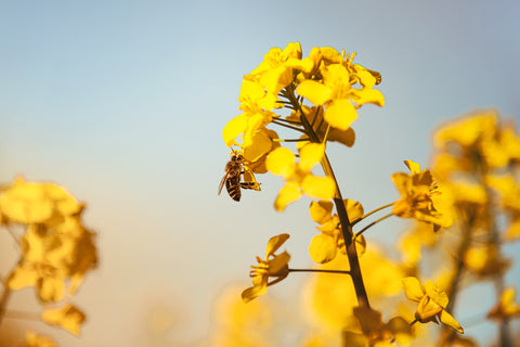 Biene sitzt auf einer Blüte eines Rapsfeldes vor blauem Himmel