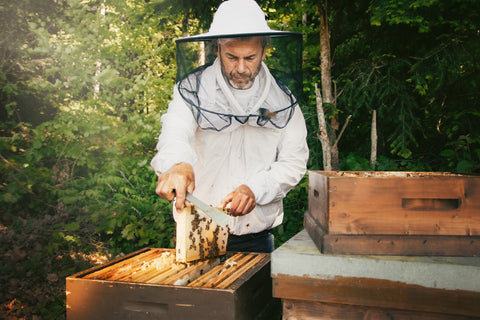 Imker in Schutzkleidung entnimmt eine Wabe aus einem Bienenstock im Freien