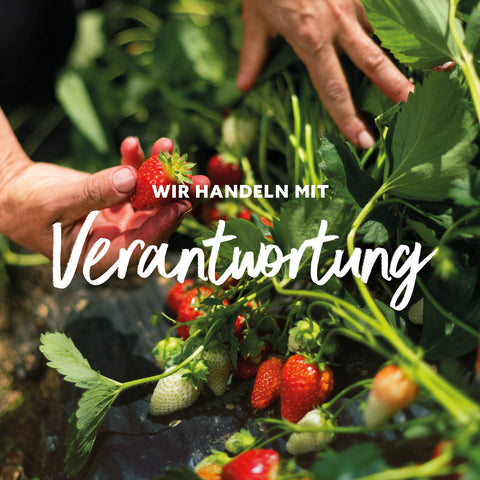 Hände ernten reife Erdbeeren an einer Pflanze mit grünen Blättern und unreifen Früchten im Hintergrund